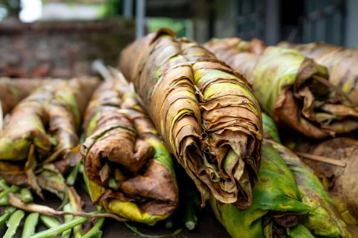 Tabaco orgánico