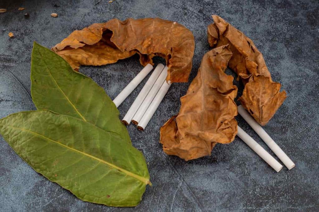 ¿El tabaco tiene caducidad? | Smoking Paper