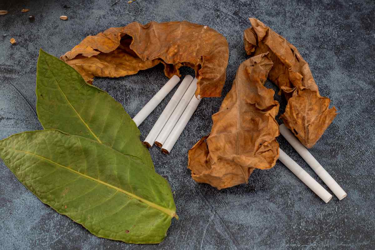hojas secas de tabaco