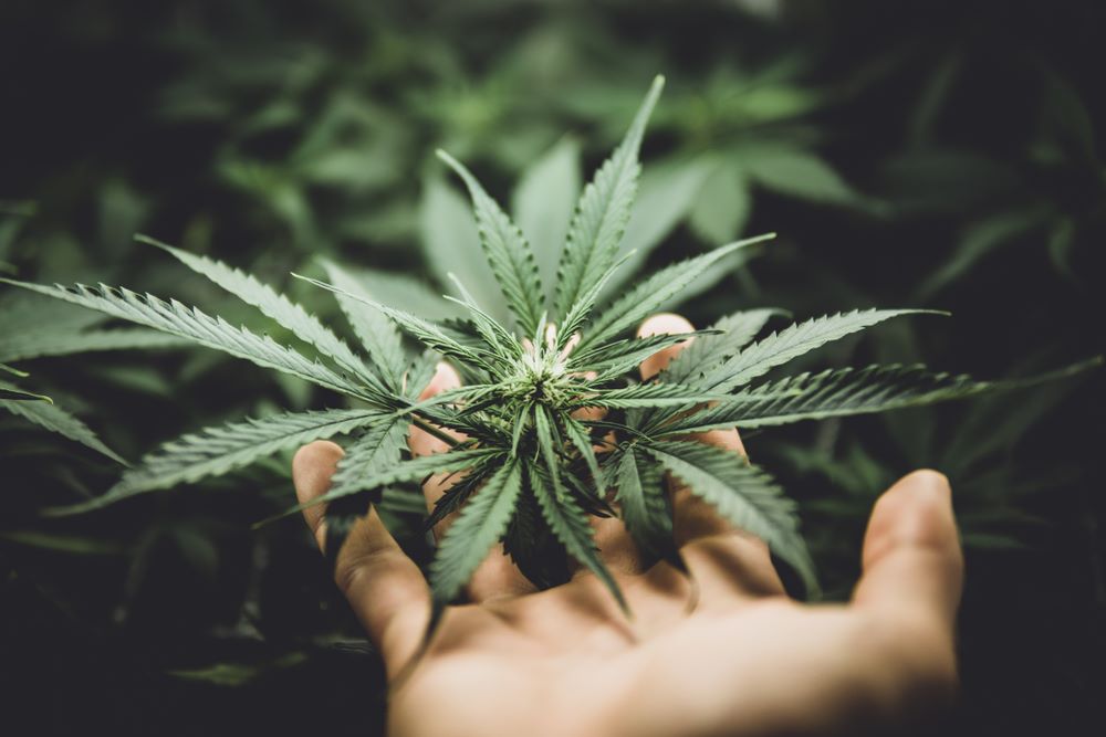 Es legal tener una planta de marihuana en España