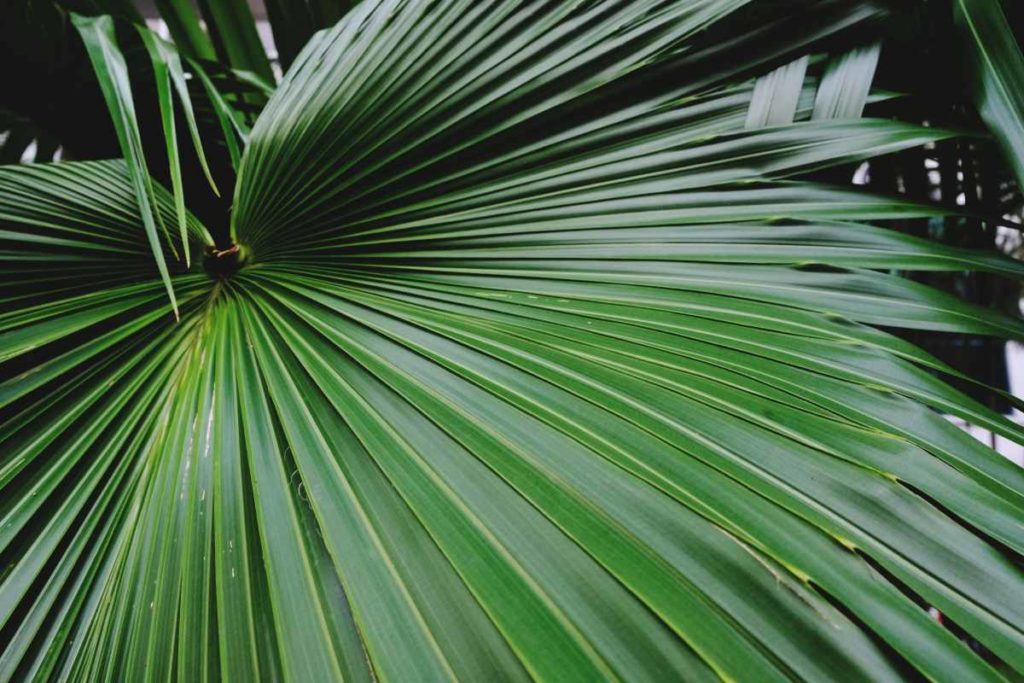 planta hojas grandes