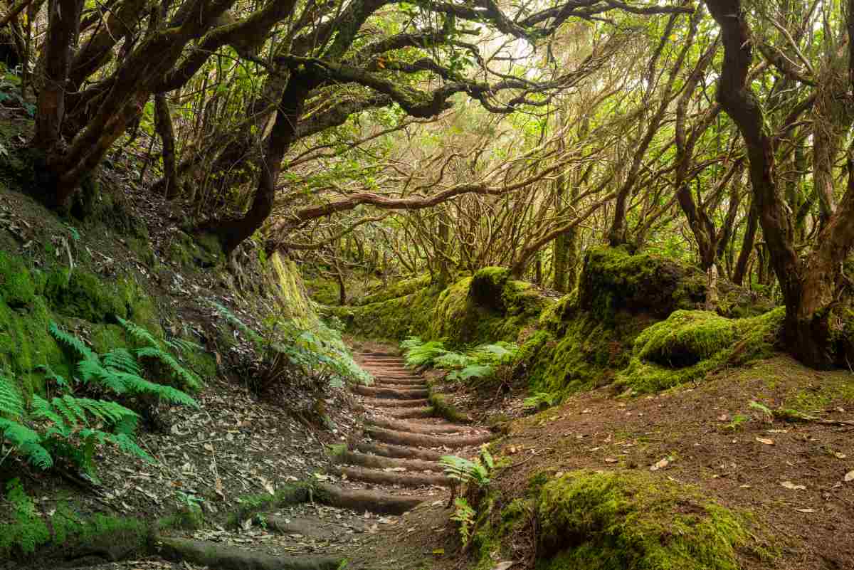 anaga tenerife