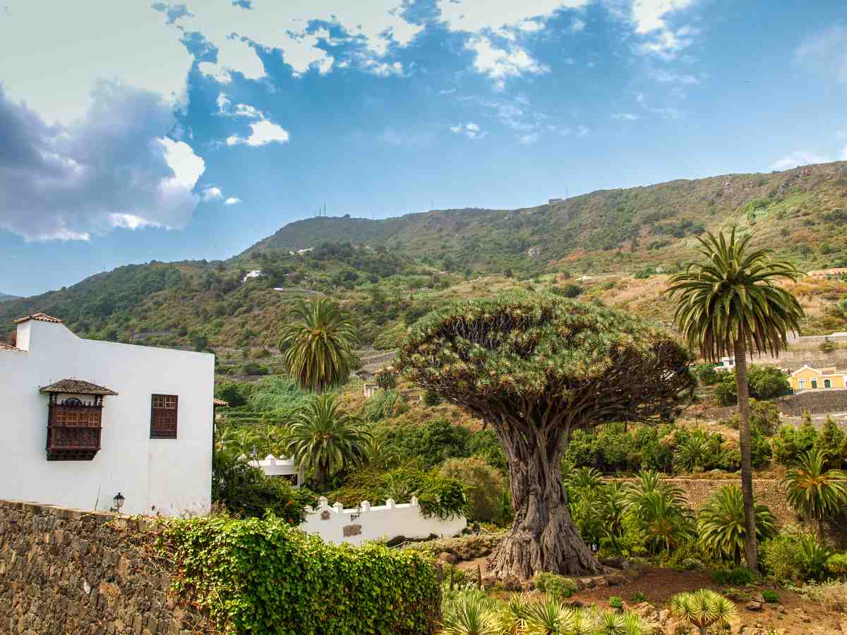 icod tenerife