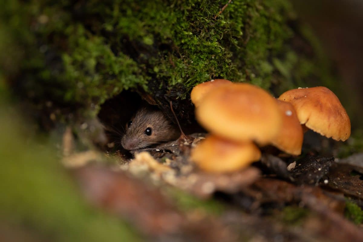 que significa soñar con ratones