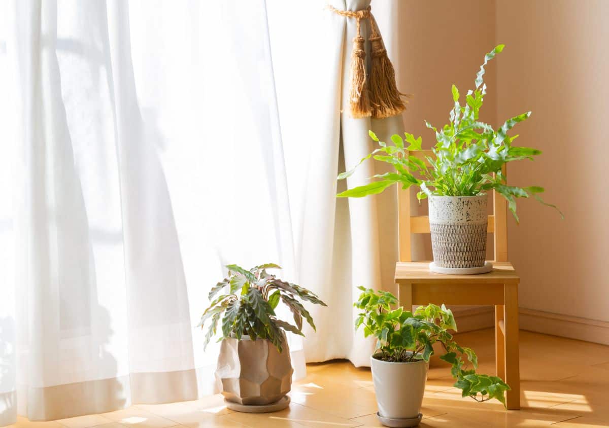plantas de interior resistentes