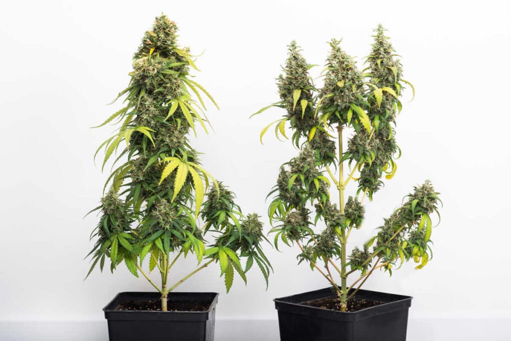 Indica vs Sativa