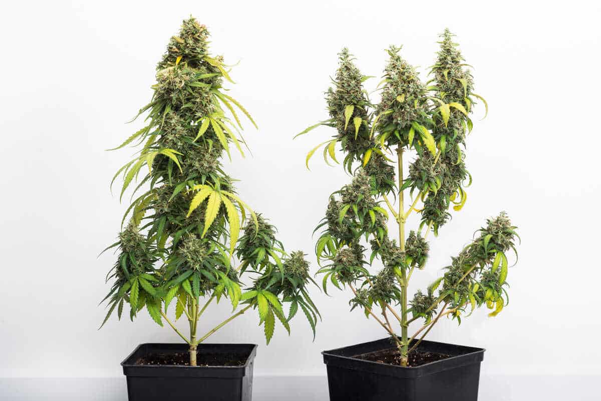 Indica vs Sativa